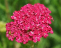Saucy Seduction™ Yarrow - Achillea - Quart Pot