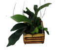 Staghorn Fern - Platycerium biforcatum - EXOTIC - 6" Wooden Hanging Basket