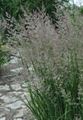 Karl Foerster Feather Reed Grass - Quart Pot - Calamagrostis