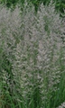 Karl Foerster Feather Reed Grass - Quart Pot - Calamagrostis