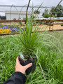 Karl Foerster Feather Reed Grass - Quart Pot - Calamagrostis