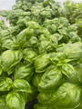 Italian Large Leaf Basil - 4" Pot - Live Plant