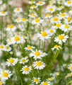 German Chamomile Herb - Matricara - Teas - 4" Pot