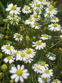 German Chamomile Herb - Matricara - Teas - 4" Pot