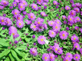 Purple Dome Fall Blooming Perennial - Aster - Quart Pot- Hardy