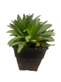 Purple Dome Fall Blooming Perennial - Aster - Quart Pot- Hardy