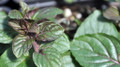 Black Robert Mitchum Peppermint - Heirloom -  3" Pot - Live Plant