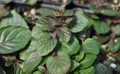 Black Robert Mitchum Peppermint - Heirloom -  3" Pot - Live Plant