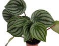 Watermelon Peperomia - Collector's Series - 4" Pot