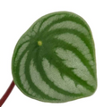 Watermelon Peperomia - Collector's Series - 4" Pot