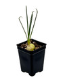Frizzle Sizzle Plant - Corkscrew Albuca - STRANGE - 4" Pot -Succulent House Plant