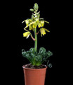 Frizzle Sizzle Plant - Corkscrew Albuca - STRANGE - 4" Pot -Succulent House Plant