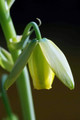 Frizzle Sizzle Plant - Corkscrew Albuca - STRANGE - 4" Pot -Succulent House Plant