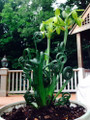 Frizzle Sizzle Plant - Corkscrew Albuca - STRANGE - 4" Pot -Succulent House Plant