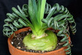 Frizzle Sizzle Plant - Corkscrew Albuca - STRANGE - 4" Pot -Succulent House Plant