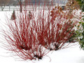 ARCTIC FIRE® Red - Red twig Dogwood -4" Pot - Proven Winner