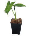 Mickey Mouse Upright Elephant Ear - 2.5" Pot -Alocasia Xanthosoma