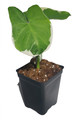 Mickey Mouse Upright Elephant Ear - 2.5" Pot -Alocasia Xanthosoma