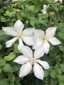 Tracy Lee Clematis Vine - White Flowers - 2.5" Pot