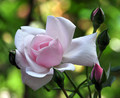Climbing New Dawn Rose -4" Pot - Most Popular Rose in the World
