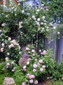 Climbing New Dawn Rose -4" Pot - Most Popular Rose in the World