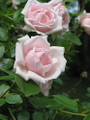 Climbing New Dawn Rose -4" Pot - Most Popular Rose in the World