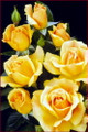 Easy Going Rose Bush - 4" Pot - Creamy Yellow, Ruffled Blooms
