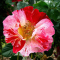 Fourth of July™ Climbing Rose - 4" Pot - Fragrant, Everblooming