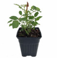 Fourth of July™ Climbing Rose - 4" Pot - Fragrant, Everblooming