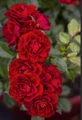 Red Sunblaze® Miniature Rose Bush - Hardy - 2.5" Pot