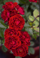Red Sunblaze® Miniature Rose Bush - Hardy - 2.5" Pot