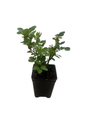 Salmon Sunblaze® Miniature Rose Bush - Hardy - 2.5" Pot
