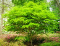 Seiryu Japanese Maple - Quart pot -Acer palmatum var. dissectum