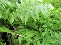 Hardy Ostrich Fern - Matteuccia struthiopteris - Up to 8 Feet Tall! - 4" Pot