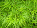 Japanese Maple Collection- 3 Plants- Quart Pots - Katsura/METAMORPHOSA®/Seiryu -Proven Winners