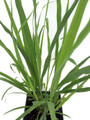 Ohio Grown Lemon Grass Plant - Cymbopogon flexuosus- Quart Pot
