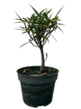 Bamboo Leaf Weeping Fig Tree - Bonsai/House Plant - 4" Pot - Ficus nerifolia