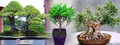 Bamboo Leaf Weeping Fig Tree - Bonsai/House Plant - 4" Pot - Ficus nerifolia