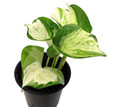 Manjula - Pothos - 4" Pot
