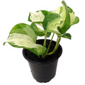 Manjula - Pothos - 4" Pot