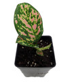 Red Lady Valentine Chinese Evergreen Plant - Aglaonema - 2.5" Pot