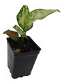 Red Zircon Chinese Evergreen Plant - Aglaonema - 2.5" Pot