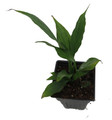 Disco Peace Lily Plant - Spathyphyllium - 2.5" Pot