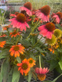Hot Coral  Sombrero® Coneflower Perennial - Gallon Pot - Echinacea