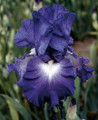 Speeding Again Bearded Iris - #1 Size Root - REBLOOMER
