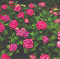 Glowing Embers Hydrangea macrophylla - Excellent Bloomer - Quart Pot