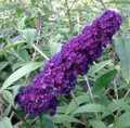 Black Knight Butterfly Bush - Buddleia - Hardy - 4" Pot