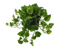 Lemon Meringue Pothos - Epipremnum aureum - 6" Pot - Clean Air Machine