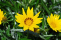 Colorado Gold® Gazania -Quart Pot - Perennial