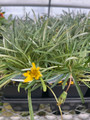 Colorado Gold® Gazania -Quart Pot - Perennial